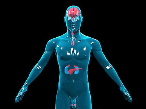 Ендокринната система на човека отговаря за растежа, развитието, хормоналния му баланс, обмяната на веществата, производството на енергия.