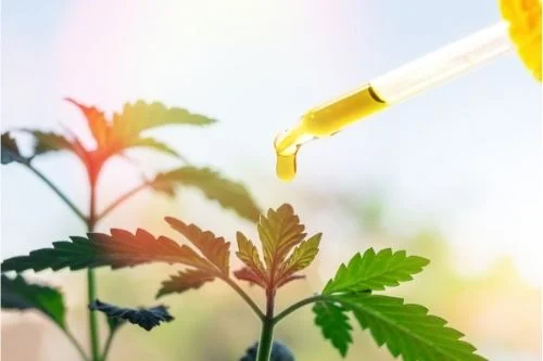 Има ли ефект от употребата на CBD масло и продукти с канабис при болест на Паркинсон, Алцхаймер, Хънтингтън, Крон, рак, биполярно разстройство?