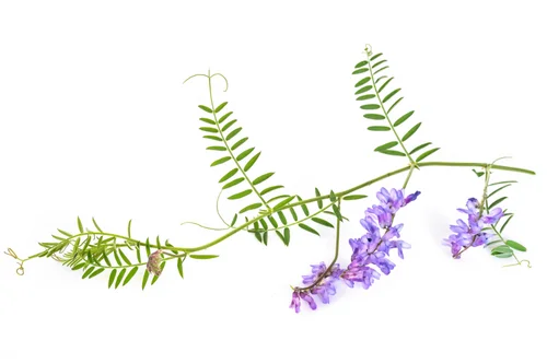 Галега (galega officinalis) е една от най-успешните билки за диабет