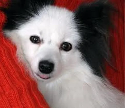 Puppy Chews стимулират съдечната дейност и подобряват зрението