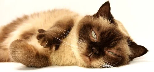 Рибено масло от Сьомга за Котки на топ цена стимулира имунната система на котката.