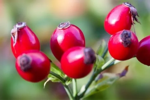 Шипката повишава имунитета а Rose Hips Vegan е много подходящ за вегани и вегетарианци.