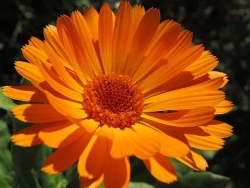 Невен (Calendula) на топ цена се грижи за здравината на зъбите и косата.