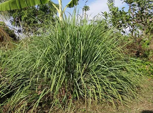 Citronella Oil 10 мл на страхотна цена от Bioherba прогонва комари и други насекоми
