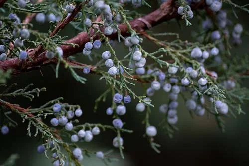Juniper Oil 10 мл на страхотна цена от Bioherba действа като афродизиак и диоритик