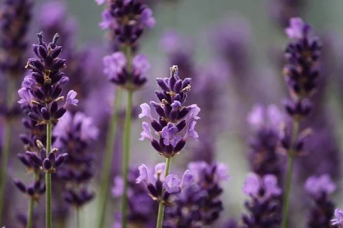 Lavender Oil 10 мл на топ цена от Bioherba има успокояващ ефект. 