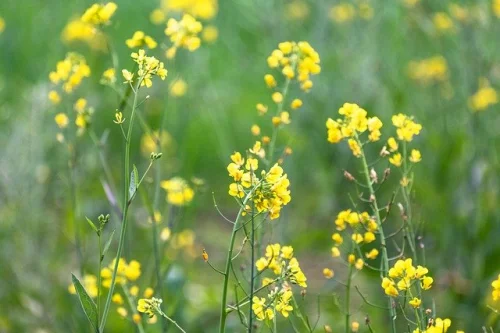 Масло от синап 100/250 мл на топ цена от Bioherba засилва имунната функция. 