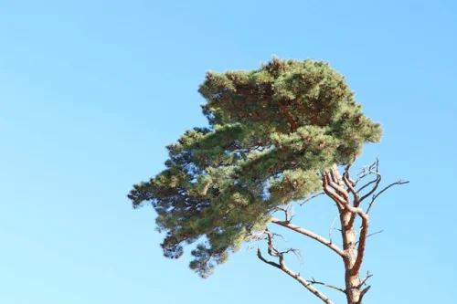 Pine Bark Extract (Pycnogenol) 70 мг 60 капсули на топ цена от Bioherba подобрява кръвообращението.