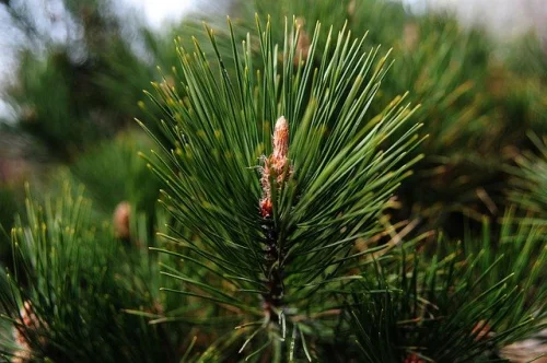 Pine Needle Oil 10 мл на топ цена от Bioherba може да успокои нервите. 
