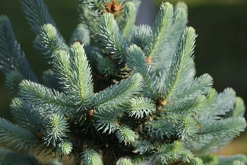 Spruce Needle Oil 10 мл на страхотна цена от Bioherba помага за зарастването на рани
