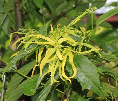 Ylang Ylang Oil 10 мл на прекрасна цена от Bioherba подобрява емоционалното състояние и настроението