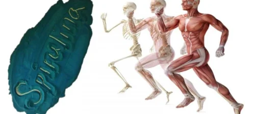 Спирулина - Algae Spirulina 90 таблетки на топ цена от Bioproduct Nutritional Supplements е идеална хранителна добавка за спортисти и хора, занимаващи се с бодибилдинг. 