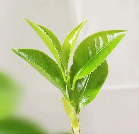 „Fit Line Green Tea“ - екстракт от зелен чай под формата на таблетки, който има страхотно действие да регулира теглото, като за целта ускорява обмяната на вещества. 