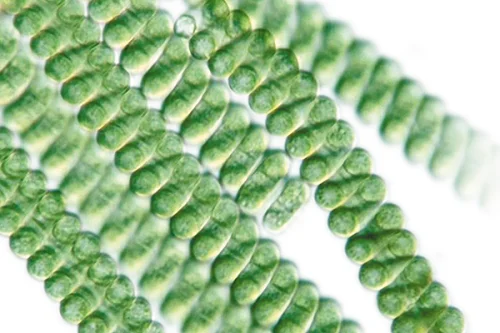 Chlorella + Spirulina 100% Powder на BioTona нормализира кръвното и понижава холестерола