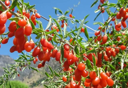Goji Berry 100% Powder от BioTona е подходяща добавка за десерти, която стимулира имунната система