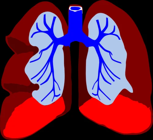 Lung, Bronchial & Sinus Health от Natural Factors поддържа състоянието на дихателната система и улеснява дишането