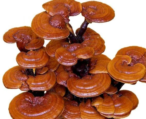 Reishi Powder от BioTona укрепва имунната система, сърцето и мозъка