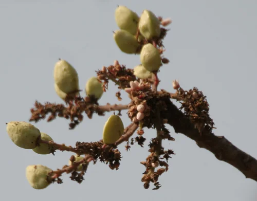 Босвелия (Boswellia) капсули | Biovea се предлагат на страхотна цена