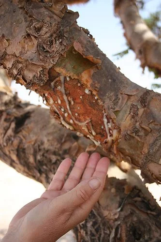 Активната съставка в сока от Bосвелия Boswellia е босвелична киселина