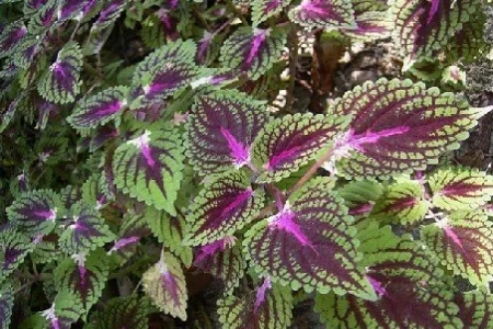 Forskolin на капсули подпомага сърдечната функция и засилва метаболизма.