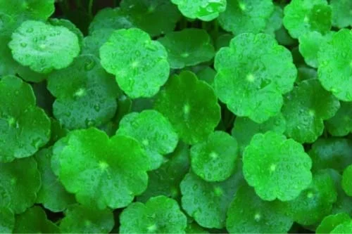 Gotu Kola 450 мг 100 вегетариански капсули на топ цена от Biovea е полезен при разширени вени