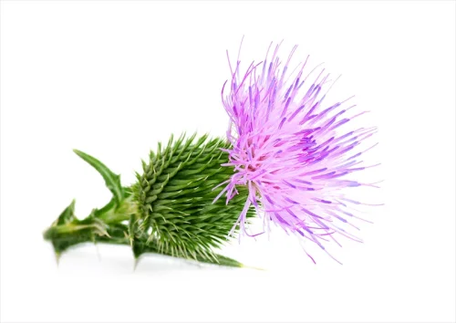 Магарешкият Бодил (Milk Thistle) под формата на капсули на супер цена помага на черния дроб да генерира нови чернодробни клетки