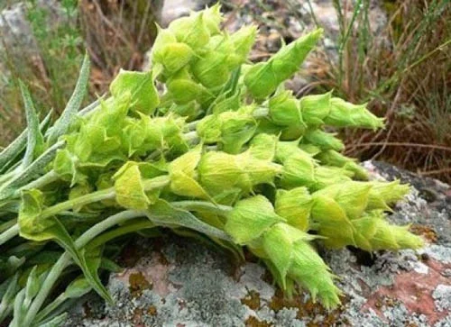 Мурсалски Чай 100 мл от Cvetita Herbal с отлична цена има уникален състав от активни компоненти, който е със световно признание