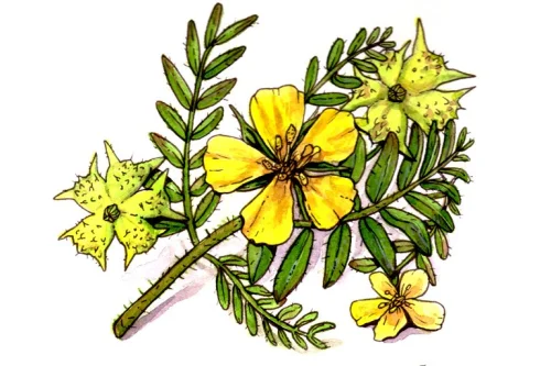 Tribulus For Woman 130 капсули Cvetita Herbal притежава антисклеротични и противовъзпалителни свойства