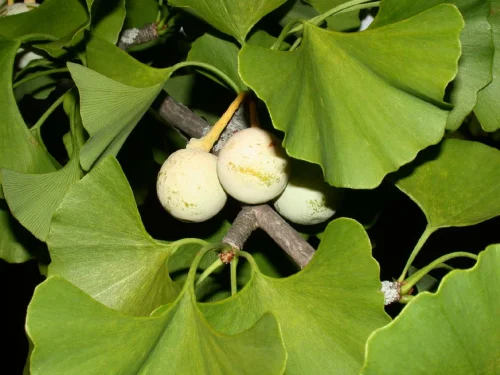 Tribulus ginko на Cvetita Herbal на добра цена подпомага паметта и концентрацията.