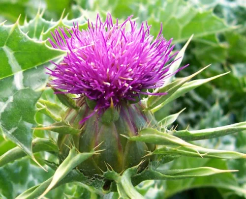 Thistle Max е хранителна добавка на добра цена, която има противовъзпалително и тонизиращо действие.