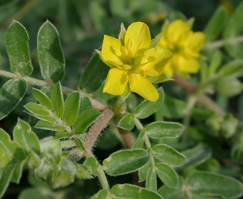Tribulus MAX от Cvetita Herbal регулира нивото на хормите, нормализира кръвното и холестерола