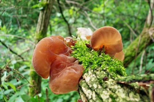 Auricularia 555 мг 60 капсули от Doctor Nature на топ цена в сайта на BioMall.bg e ефективna при рак, хепатит, диабет, имунна недостатъчност.