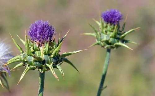 Euromed Milk Thistle от Doctor's Best укрепва съдовите стени и има противоракови свойства.