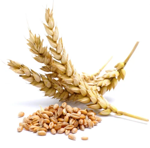 Gluten Rescue with Glutalytic от Doctor`s Best подобрява усвояването и преработването на глутен