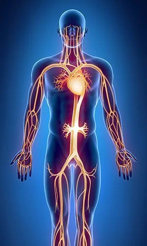 L-Arginine от Doctor`s Best предпазва от атеросклероза и подпомага сърдечната функция
