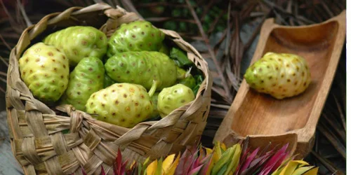 Noni Concentrate от Doctor`s Best подсилва имунната система и подпомага умстевите способности