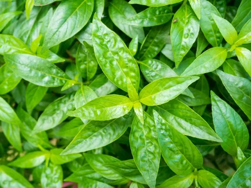 Respiratory Care with Andrographis Leaf Extract 120 таблетки на топ цена от Doctor's Best поддържа здрав имунен отговор.