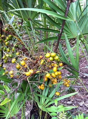 Saw Palmetto Standardized Extract от Doctor`s Best помага срещу аденома на простатата и повишава тестостерона