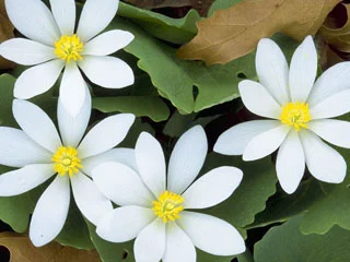 Bloodroot (Сангвинария) е билка, която има антимикробно и противовъзпалително действие.