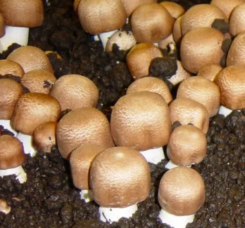 Agaricus Blazei (Himematsutake) на Fungiology помага за детоксикация и забавя стареенето