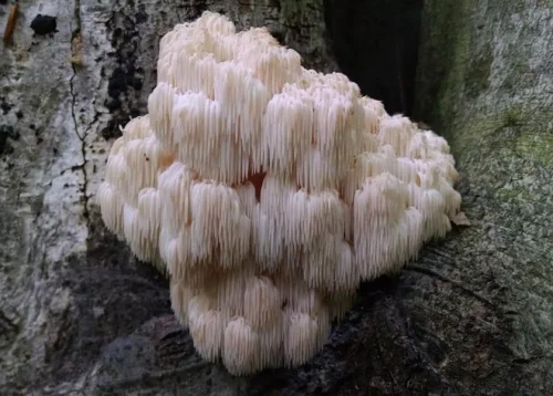 Херициум oт Fungiology оказва противораков и имуномодулиращ ефект