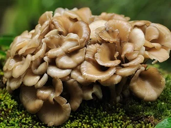 Maitake Mushroom (Grifola Frondosa) от Fungiology увеличава жизнената сила и нормализира функциите на организма
