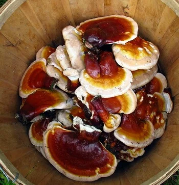 Reishi (Ganoderma Lucidum) от Fungiology регулира бактериалния състав в тялото и подпомага храносмилателната система