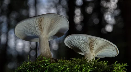 Cordyceps (Кордицепс) на топ цена повишава сексуалното желание и либидото.