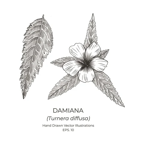 Damiana Leaf Extract 500 мг 100 капсули на топ цена от Haya Labs регулира хормоналния баланс и подобрява общия тонус