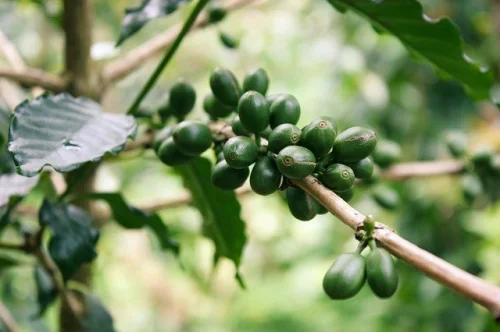 Green Coffee Bean Extract 500 мг 60 капсули на топ цена от Haya Labs помага за изгаряне на мазнини и увеличава енергийните нива. 