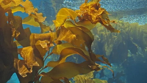Iodine from Kelp от Swanson на специална цена понижава нивото на холестерол и помага при атеросклероза.
