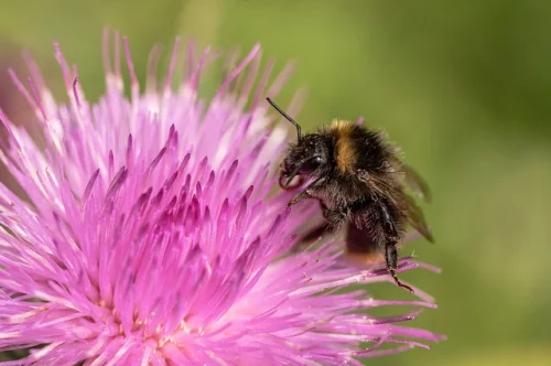 Milk Thistle (Магарешки бодил) на топ цена се грижи за правилното функциониране на имунната система.