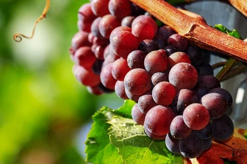 Red Grape Cream 250 мл от Haya Labs насърчава синтеза на колаген, овлажнява и изглажда бръчките, като същевременно предлага блясък и равномерен тон на кожата. 