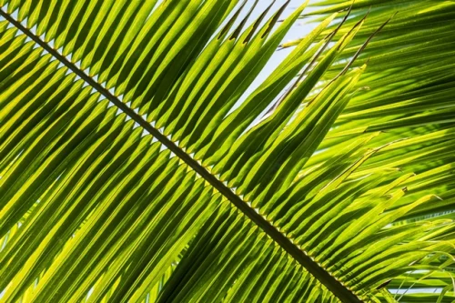 Saw Palmetto 550 мг 100 капсули на топ цена от Haya Labs поддържа здравето на простатата.
